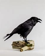 Image result for Raven and Crow Taxidermy