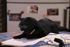 Image result for Cat Writing Meme 300X300 Picture