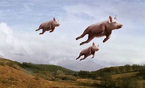 Image result for flying pigs