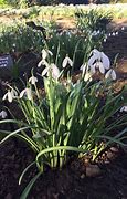 Image result for Galanthus Fieldgate Fortissimo