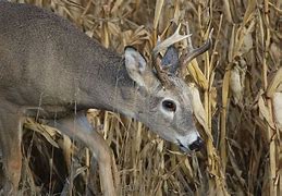 Image result for Whitetail Deer Bones