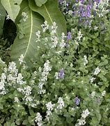 Image result for Nepeta faassenii Snowflake