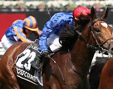 Image result for Melbourne Cup Horse Racing