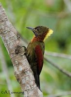 Image result for Picus mentalis