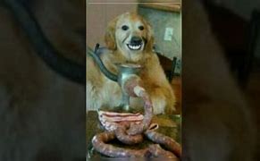 Image result for Dog Making Sausages Cursed Image