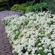 Image result for Iberis sempervirens Schneeflocke