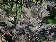 Image result for Cimicifuga ramosa Atropurpurea