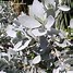 Image result for Silver Button Plant