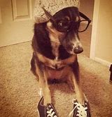 Image result for Hipster Dog Meme