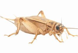 Image result for Common House Cricket
