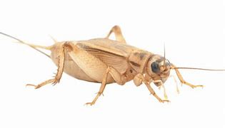 Image result for Crickets as Reptile Food