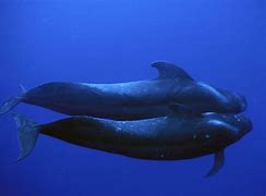 Image result for Pilot whales