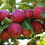 Image result for Apple Tree Branch