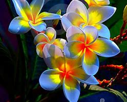 Image result for Temple Flower Background