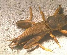 Image result for What Do Mole Crickets Eat