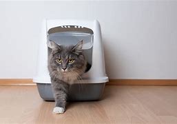 Image result for Cat On Litter Box with Cell Phone