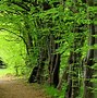 Image result for Forest Wallpaper 4K iPhone