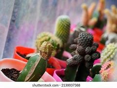 Image result for Types of Desert Cactus