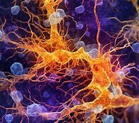 Image result for Neuron Map