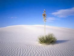 Image result for Desert Oasis Arizona