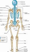 Image result for Orthopedic Skeleton