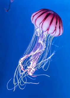 A pink jellyfish against a deep blue sea poster