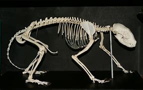 Image result for Raccoon Skeleton Bones