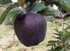 Image result for Black Apple Fruit