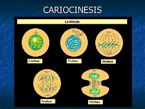 Image result for carioquinesis