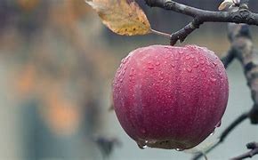 Image result for Transparent Apple Fruit