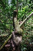 Image result for Sloth Climbing