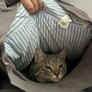 Image result for My Pillow Owner