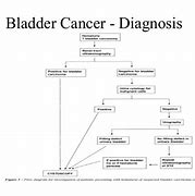 Image result for Bladder Tumor Size Chart