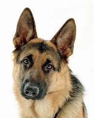 Image result for German Shepherd Face