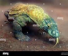 Image result for Adult Komodo Dragon