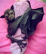 Image result for White-winged Flying Fox