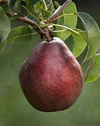 Image result for Red Anjou Pear