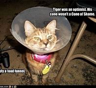 Image result for Cat Shaming
