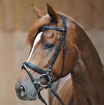 Image result for Kimblewick Bridles On Horses