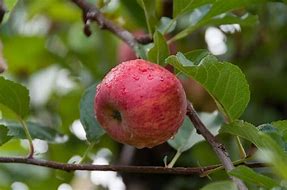 Image result for Royal Gala Apple Tree