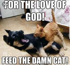 Image result for Come Here Kitten Meme