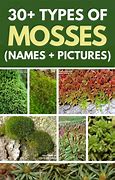 Image result for Types of Moss in Canada