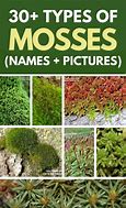 Image result for Different Moss Types