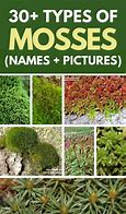 Image result for Types of Moss for Kids