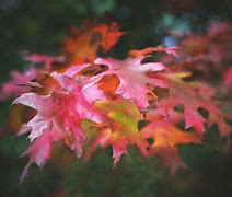 Image result for Fall Leaves iPhone Wallpaper