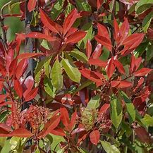 Image result for Photinia fraseri Magical Volcano
