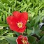 Image result for Tulipa Van Eijk