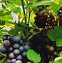 Image result for Grapes in Containers