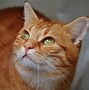 Image result for Cute Cat Head