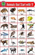 Image result for Animals Starting with Letter T